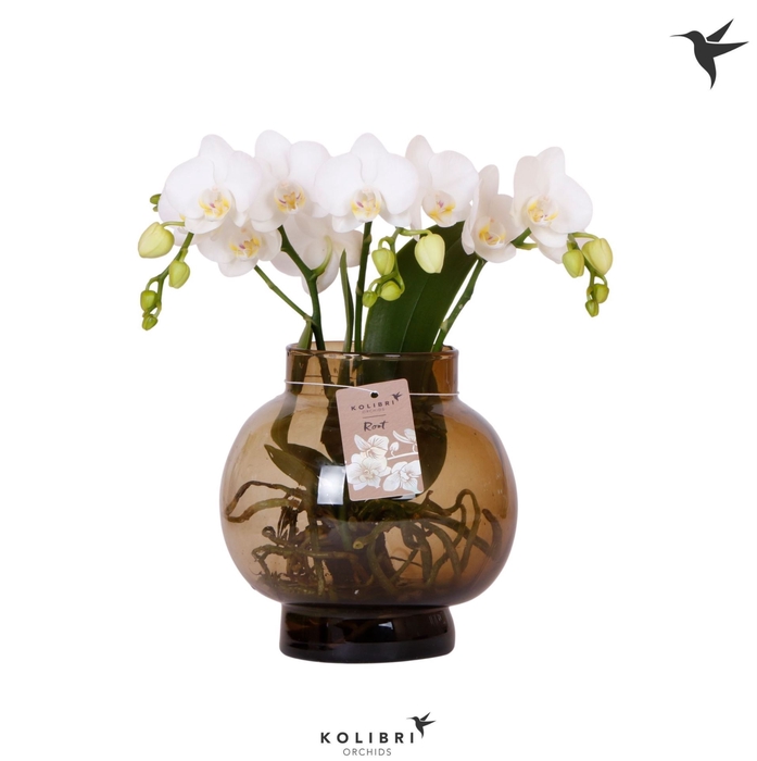 <h4>Phalaenopsis wit meer takken</h4>