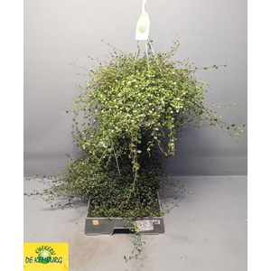 MUEHLENBECK CO MAORI