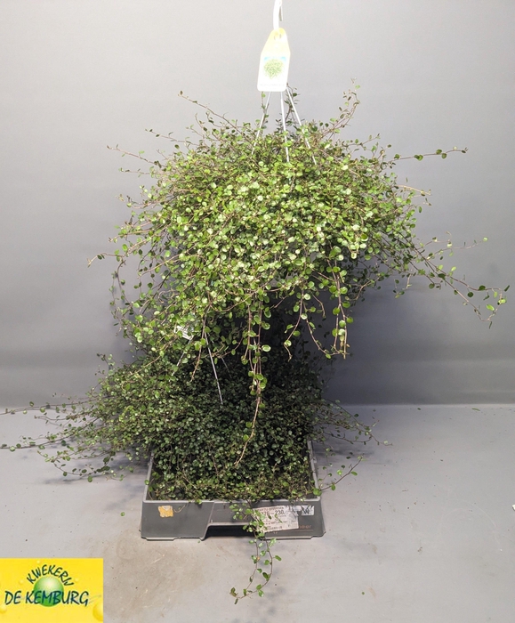 <h4>MUEHLENBECK CO MAORI</h4>