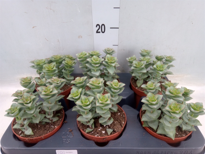 <h4>Crassula perforata 'Giant Form'</h4>