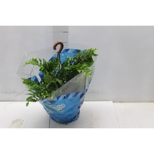 SAMAMBAIA DALLAS MINI C18