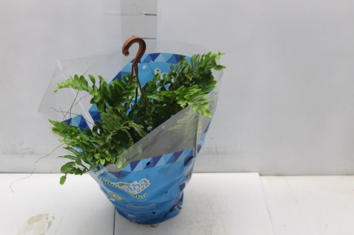 SAMAMBAIA DALLAS MINI C18