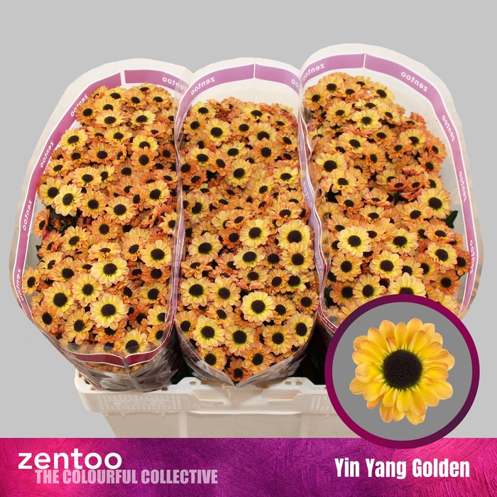 <h4>Chrysanthemum Indicum Grp tros santini Yin Yang Golden</h4>