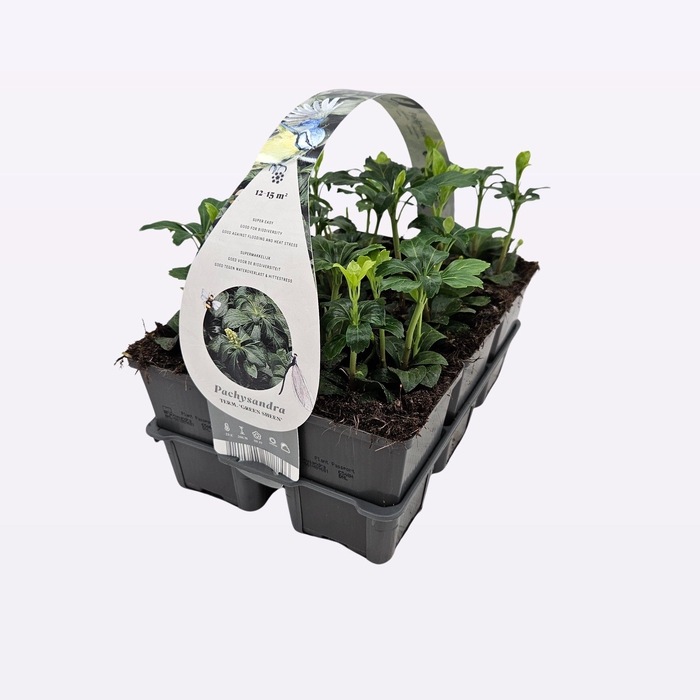 <h4>Pachysandra terminalis 'Green Sheen'</h4>