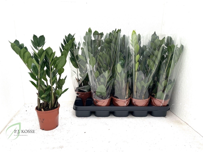 <h4>ZAMIO ZAMIIFOLIA</h4>