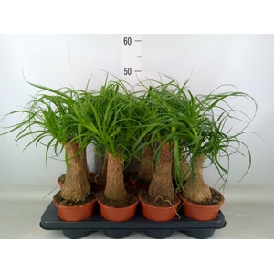 Beaucarnea recurvata