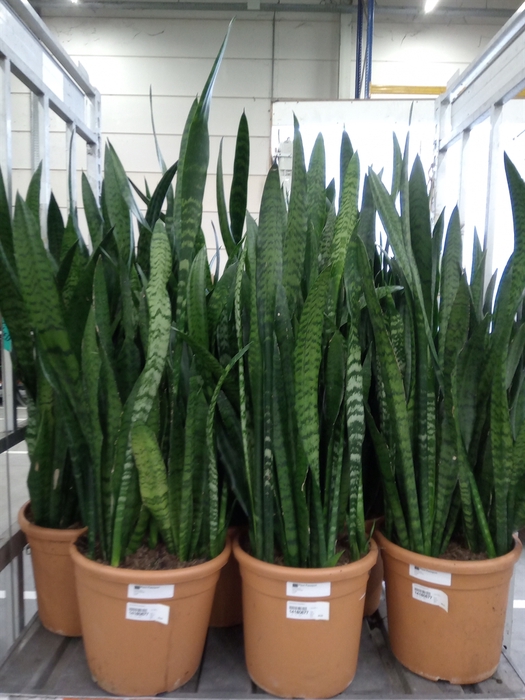 <h4>Sansevieria zeylanica</h4>