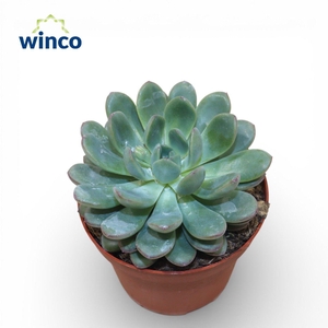 Echeveria Morning Dew