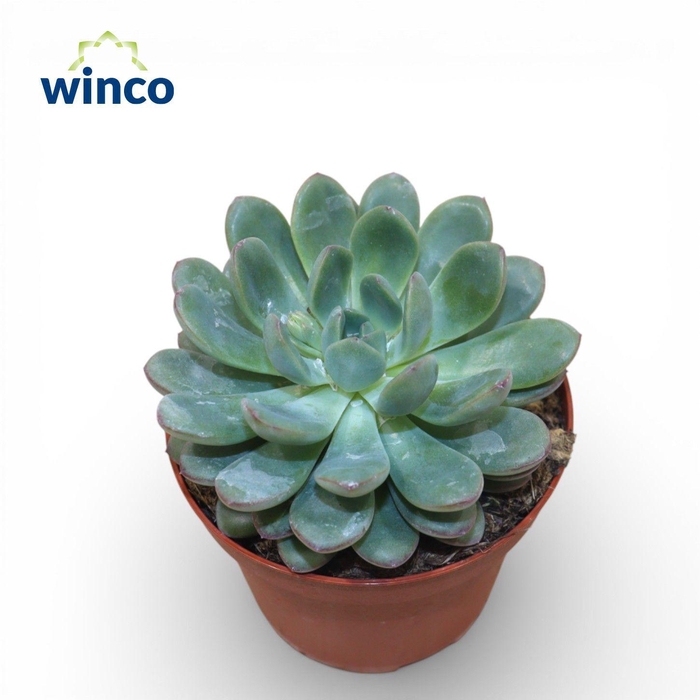 <h4>Echeveria Morning Dew</h4>