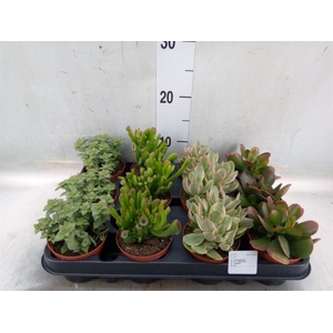 Crassula   ...mix