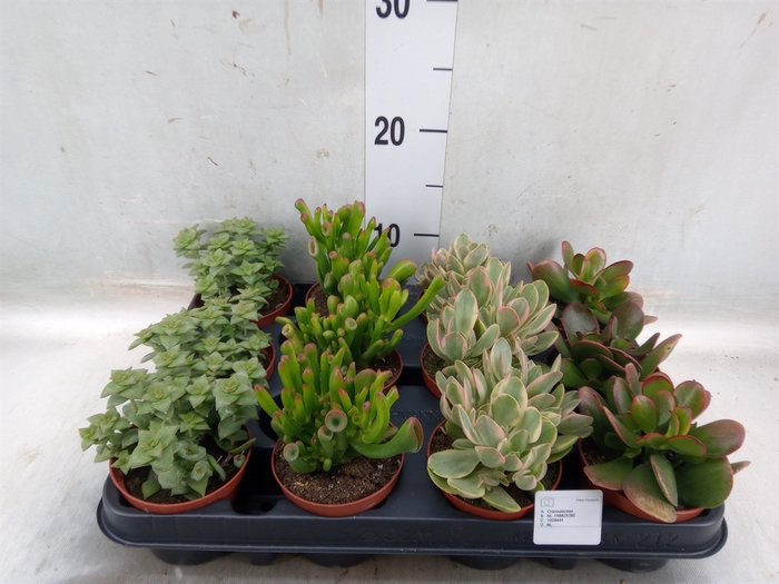 <h4>Crassula   ...mix</h4>