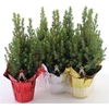 Picea Gl Perfecta In Folie + Deco