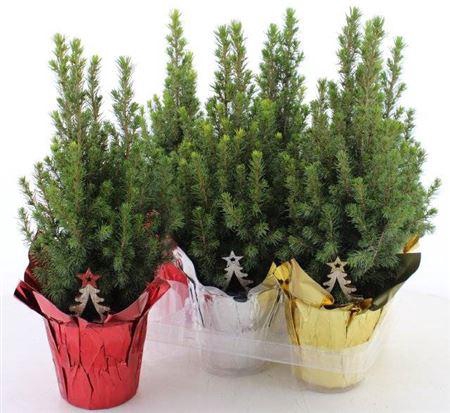 Picea Gl Perfecta In Folie + Deco