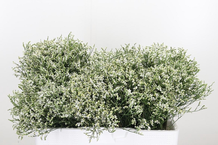 Lim Sin Clear Diamon