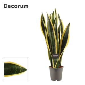 Sansevieria Black Gold 12 cm (Decorum)