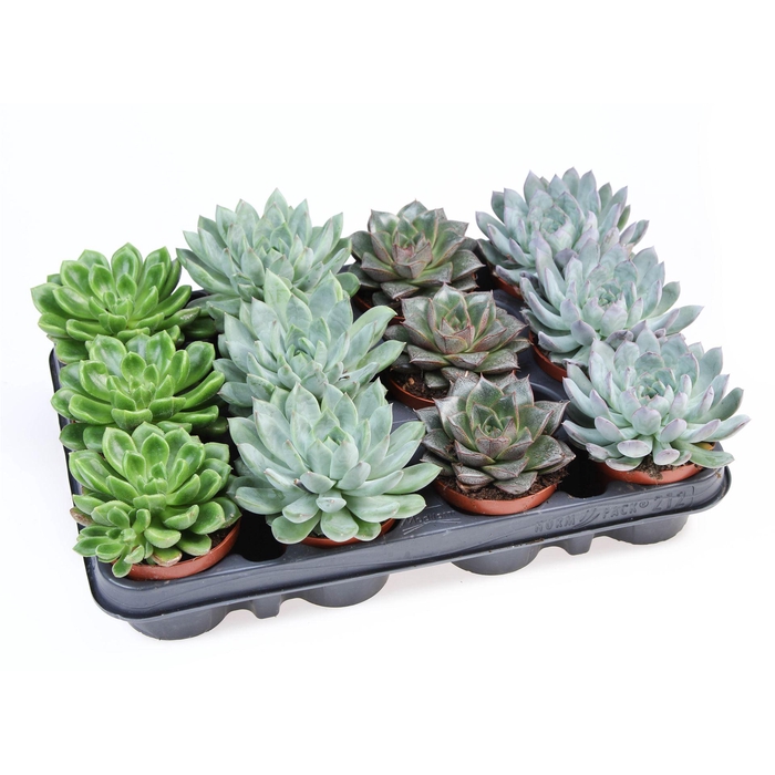 <h4>Echeveria   ...mix</h4>