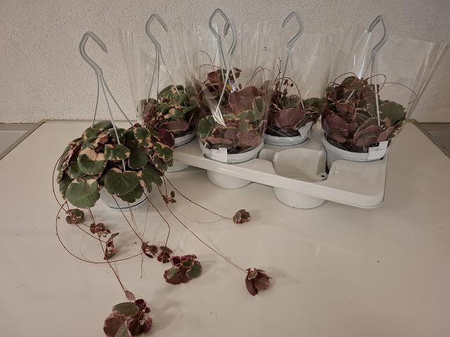 <h4>SAXI STOL TRICOLOR</h4>