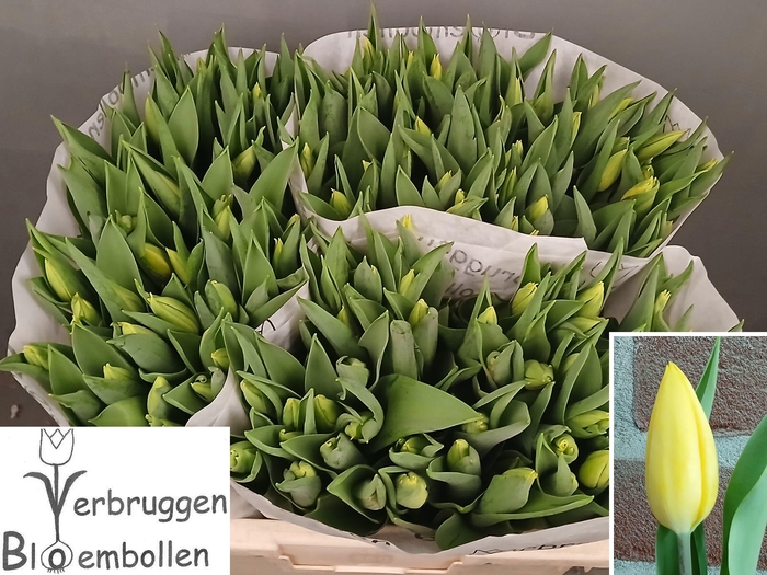 <h4>Tu En Strong Gold</h4>