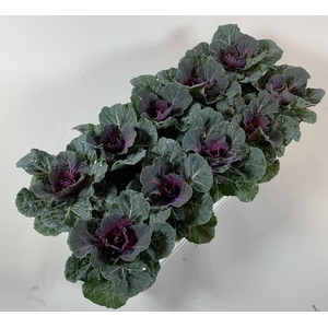 Brassica