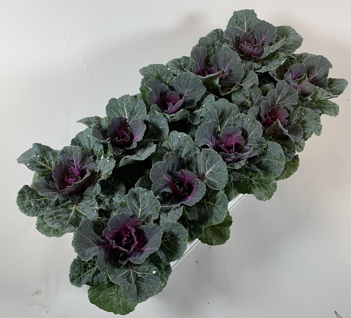 <h4>Brassica</h4>