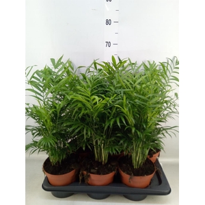 Chamaedorea elegans