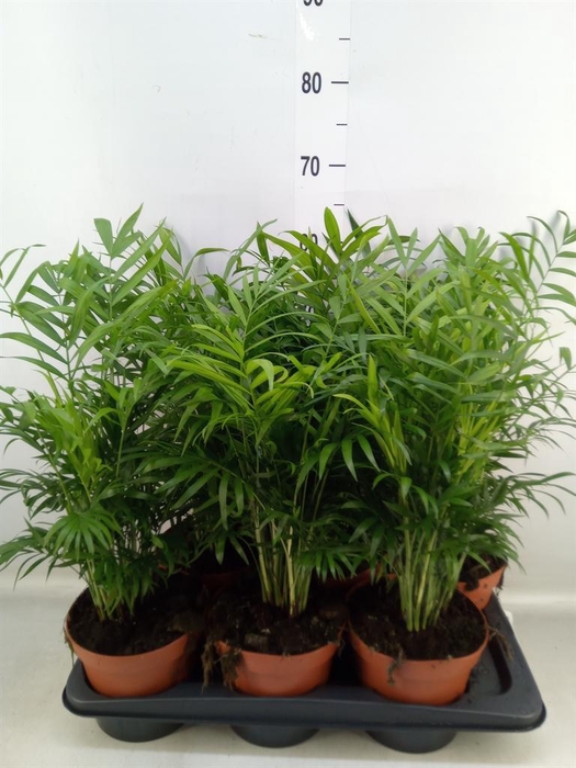 <h4>Chamaedorea elegans</h4>