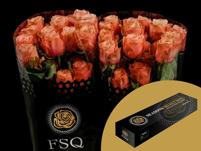 <h4>R GR Kahala Box</h4>