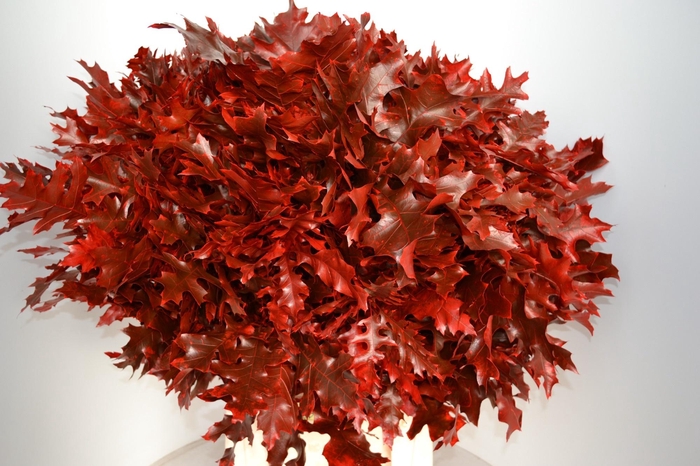 <h4>QUERC OV KLB H%</h4>