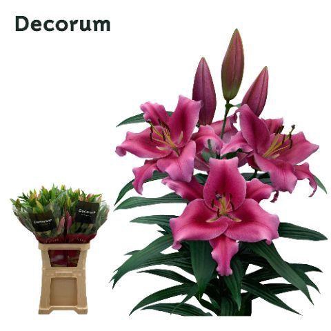 <h4>LI DALIAN 4+</h4>