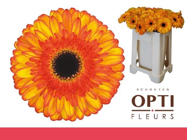 <h4>GE GR SPOTLIGHT</h4>