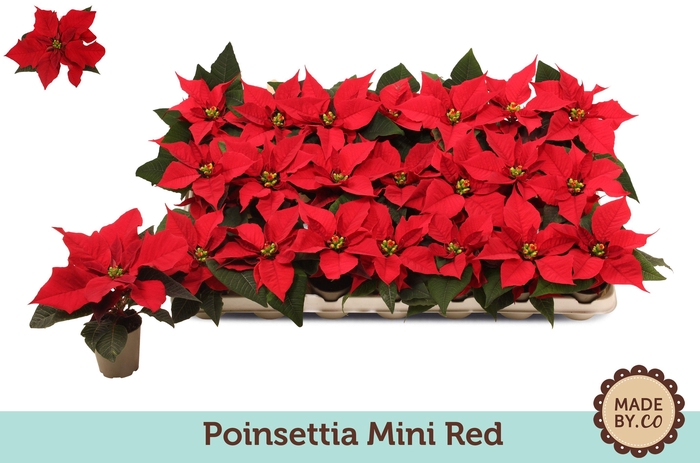 <h4>Euph. Poinsettia Mini Red</h4>