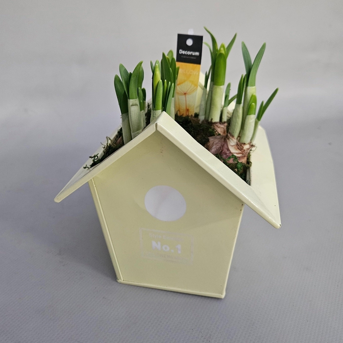 <h4>ARR NARCISSUS</h4>