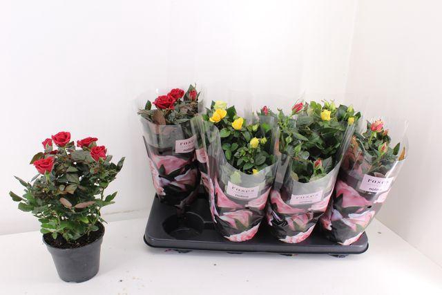 <h4>Ro Pathit Gem 6 Srt</h4>