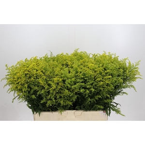 Solidago Tara Gold