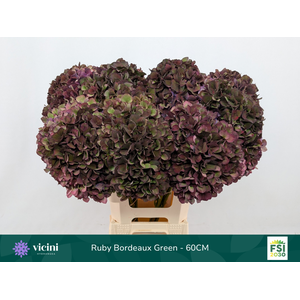 Hydr Ruby Bordeaux Green 60 cm Vicini