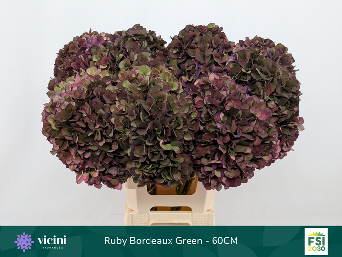 <h4>Hydr Ruby Bordeaux Green 60 cm Vicini</h4>