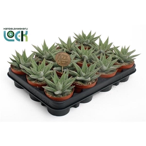 Haworthia limifolia Spider White