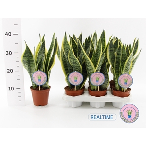 SANSEV FUTURA SUPERB