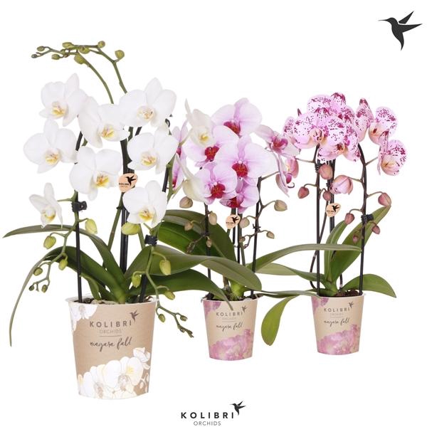 <h4>Phalaenopsis Elegant Cascade</h4>