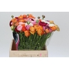 Ranunculus Elegance Rainbow