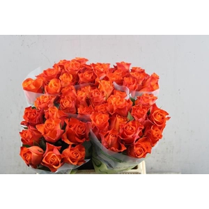 R Gr Orange Wave L 40