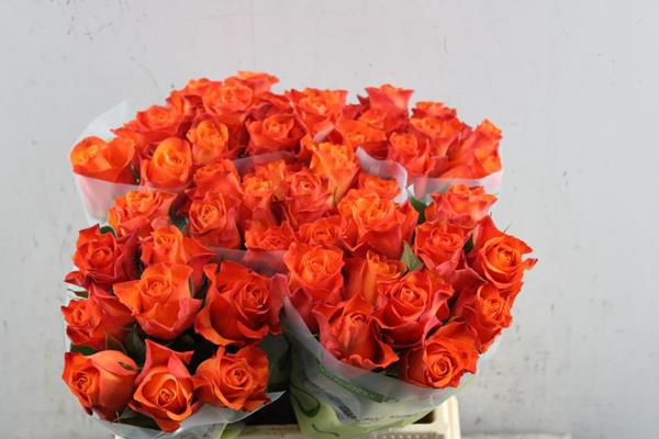 <h4>R Gr Orange Wave L 40</h4>