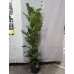 Ficus lyrata