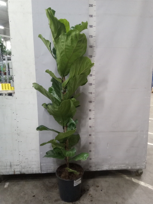 <h4>Ficus lyrata</h4>