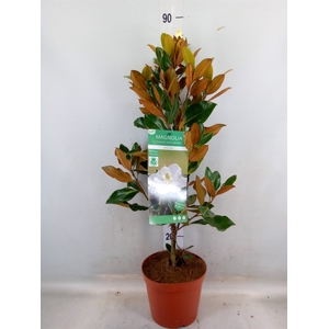 Magnolia grandiflora