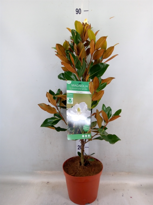 <h4>Magnolia grandiflora</h4>