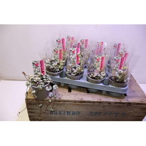 arr8 Cerop Wo Silve Glory