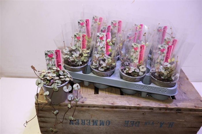 <h4>arr8 Cerop Wo Silve Glory</h4>