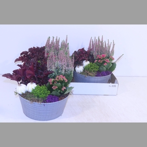 ARR TUINPLANTEN
