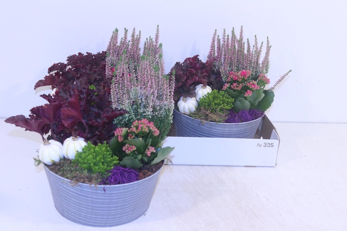 <h4>ARR TUINPLANTEN</h4>